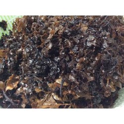 Rong Biển Nấu Sâm ( Rong Ướt) 1kg SendoTNL