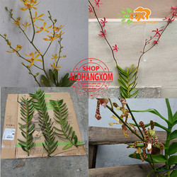 cây lan bò cạp combo 3 màu ,1 cây (vàng, đỏ ko có hoa) ,1 cây ( rằn có hoa )