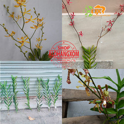 cây lan bò cạp combo 3 màu ,1 cây (vàng, đỏ ko có hoa) ,1 cây ( rằn có hoa )