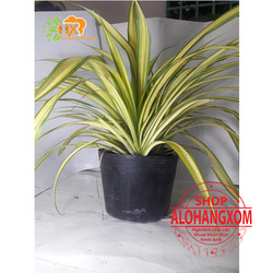 cây dứa sọc vàng