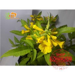 cây huỳnh liên ( cây hoa chuông vàng )