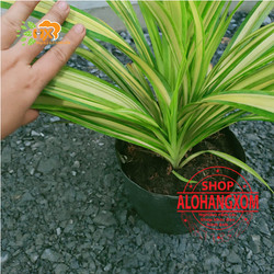 cây dứa sọc vàng