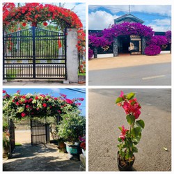 Cây hoa giấy giống màu nguyên thủy chưa ghép Minh Hân Garden
