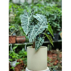 Cây môn quan âm Alocasia Polly trồng chậu để bàn tô điểm các không gian làm việc văn phòng quà tặng cây xanh