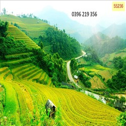 Tranh gạch men 3D ốp lát Ruộng Bậc Thang