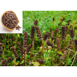 100gr Hạ Cô thảo (Hà Cô Thảo) SendoTNL