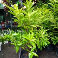 Cây Vối Nếp Loại Lớn Hình Thật