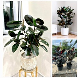 Cây đa búp đỏ trồng trong nhà hợp mệnh Hỏa và Thổ Minh Hân Garden