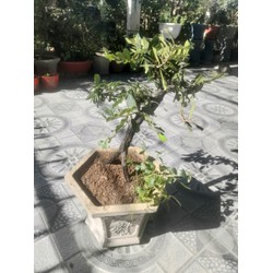 Cẩm thị bonsai dáng đẹp, cam kết như hình. Cây cảnh rừng Ninh Thuận. Thuần chậu hơn 2 năm.