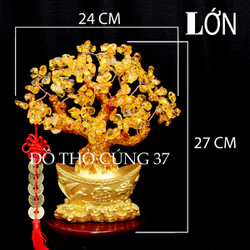 [ Size TRUNG , LỚN ] Cây  Tài Lộc Cây  Phong Thuỷ Thu Hút Tài Lộc