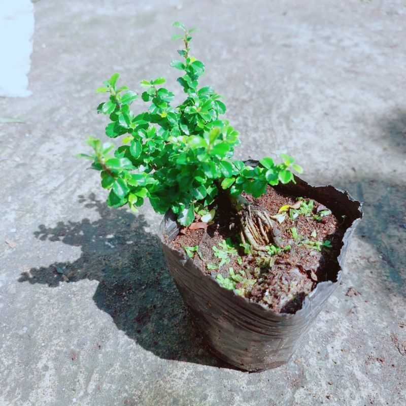 Hình ảnh Cây Trà Phúc Kiếng Bonsai Mini(cây bùm sụm)