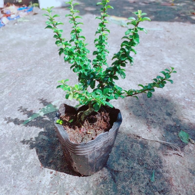 Hình ảnh Cây Trà Phúc Kiếng Bonsai Mini(cây bùm sụm)