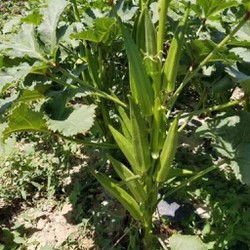 Hạt Giống Đậu Bắp - Đỏ Chịu Nhiệt Burgundy (Abelmoschus esculentus)