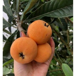 cây giống nhót nhật (cây biwa, cây tỳ bà) ăn cực ngon