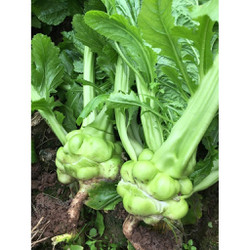 Hạt Giống Cải Bẹ Dưa Tiên Ông - Tứ Xuyên (Brassica juncea)