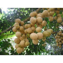 cây giống cây bòn bon thái lan (cây dâu da trăng) cam kết chuẩn giống f1 (cây ghép)
