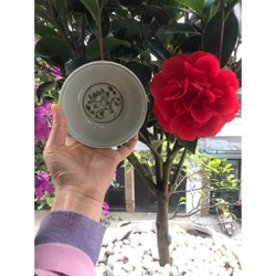cây giống hoa trà my " tứ quý " đỏ kép, cây giống size lớn cực đẹp
