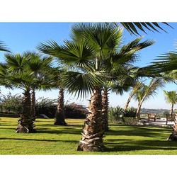 bầu cây giống cây cọ xanh, cọ cảnh mỹ cam kết chuẩn giống
