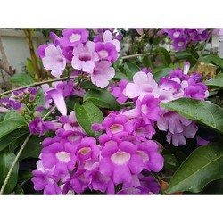 chậu hoa lan leo tỏi tím, chậu cây size to, cam kết chuẩn giống