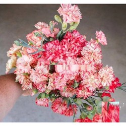 hạt giống hoa cẩm chướng cắt cành kép dòng Dianthus caryophyllus đủ màu nhập mỹ