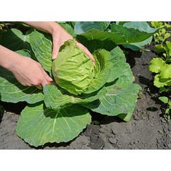 Hạt Giống Bắp Cải Trái Tim Ngọt Thơm USA (Brassica)