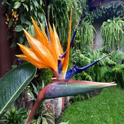 Cây giống hàng mô hoa thiên điểu màu vàng cam,cam kết chuẩn giống