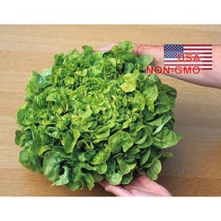 Hạt Giống Rau Xà Lách Oakleaf - Chịu Nhiệt SaladBowl (Lactuca sativa)