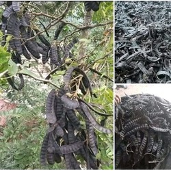 1kg Bồ kết tây nguyên khô chín rụng tự nhiên không thu_ốc chống mối mọt, không chất bảo quản