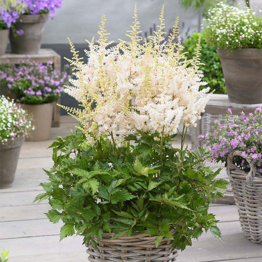 Hình ảnh Hạt Giống Hoa Tân Lạc Phụ Phồng Astilbe có đủ màu nhập mỹ