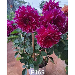 1 chùm củ giống hoa thược dược ngoại "màu hồng tím mã P169 " đã thuần vườn hơn 3 năm - ảnh chùm củ chụp thật tại vườn