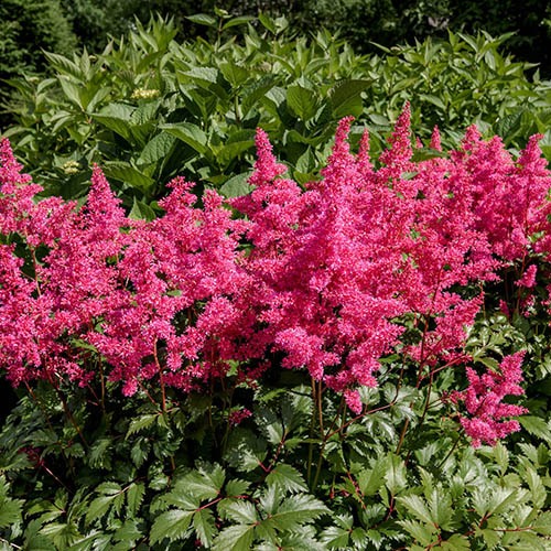 Hình ảnh Hạt Giống Hoa Tân Lạc Phụ Phồng Astilbe có đủ màu nhập mỹ