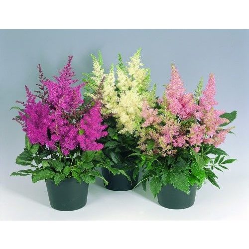 Hình ảnh Hạt Giống Hoa Tân Lạc Phụ Phồng Astilbe có đủ màu nhập mỹ