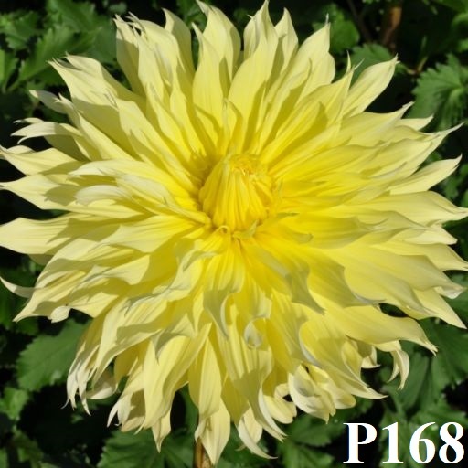 Hình ảnh 1 chùm củ giống hoa thược dược ngoại "Ponderosa mã P168 " đã thuần vườn hơn 3 năm - ảnh chùm củ chụp thật tại vườn