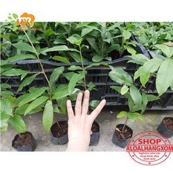 cây mai giảo giống ( 20 cây )