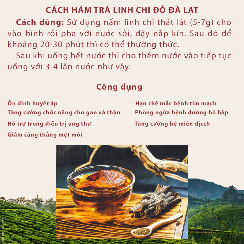 Hình ảnh Nấm linh chi đỏ Đà Lạt còn nguyên bào tử nấm, loại nguyên tai