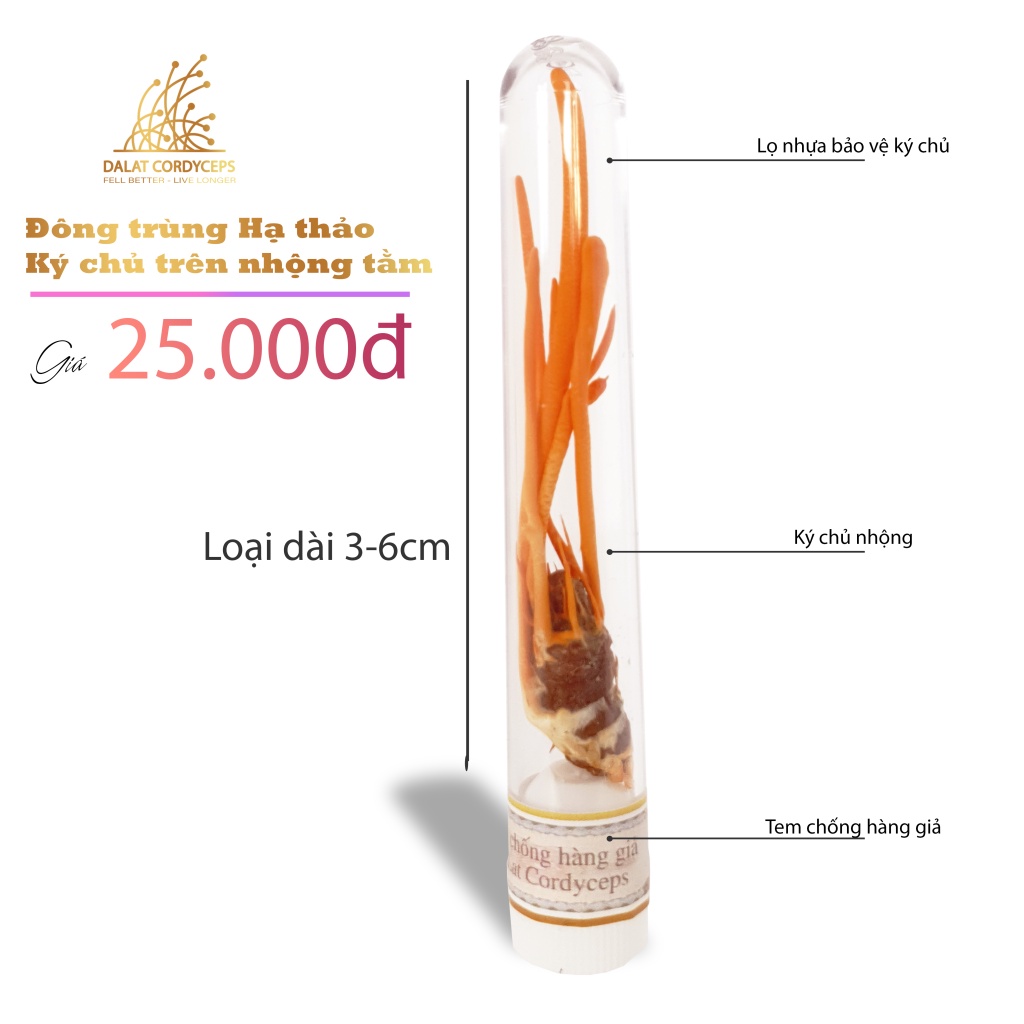 Hình ảnh Đông trùng hạ thảo ký chủ nhộng tầm, ống nhựa, Dalat Cordyceps