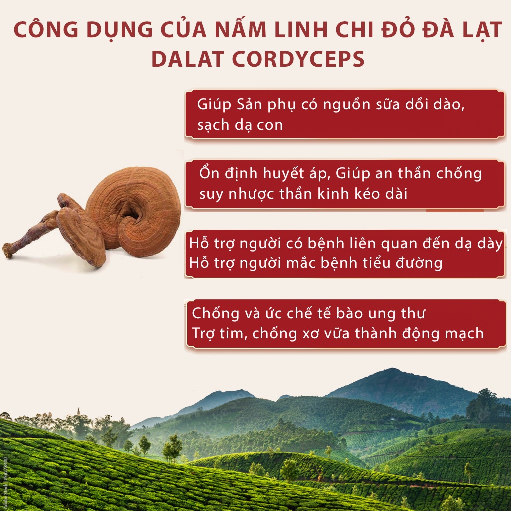 Hình ảnh Nấm linh chi đỏ Đà Lạt còn nguyên bào tử nấm, loại nguyên tai